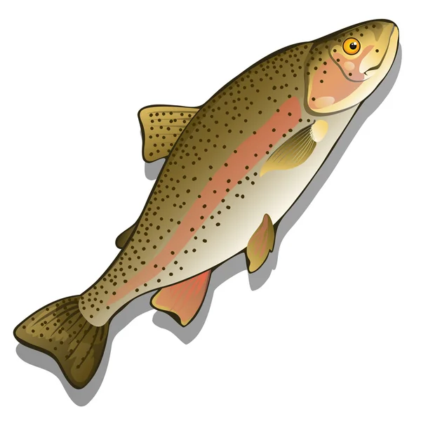 Trout closeup on a white background. Vector fish — Stock Vector