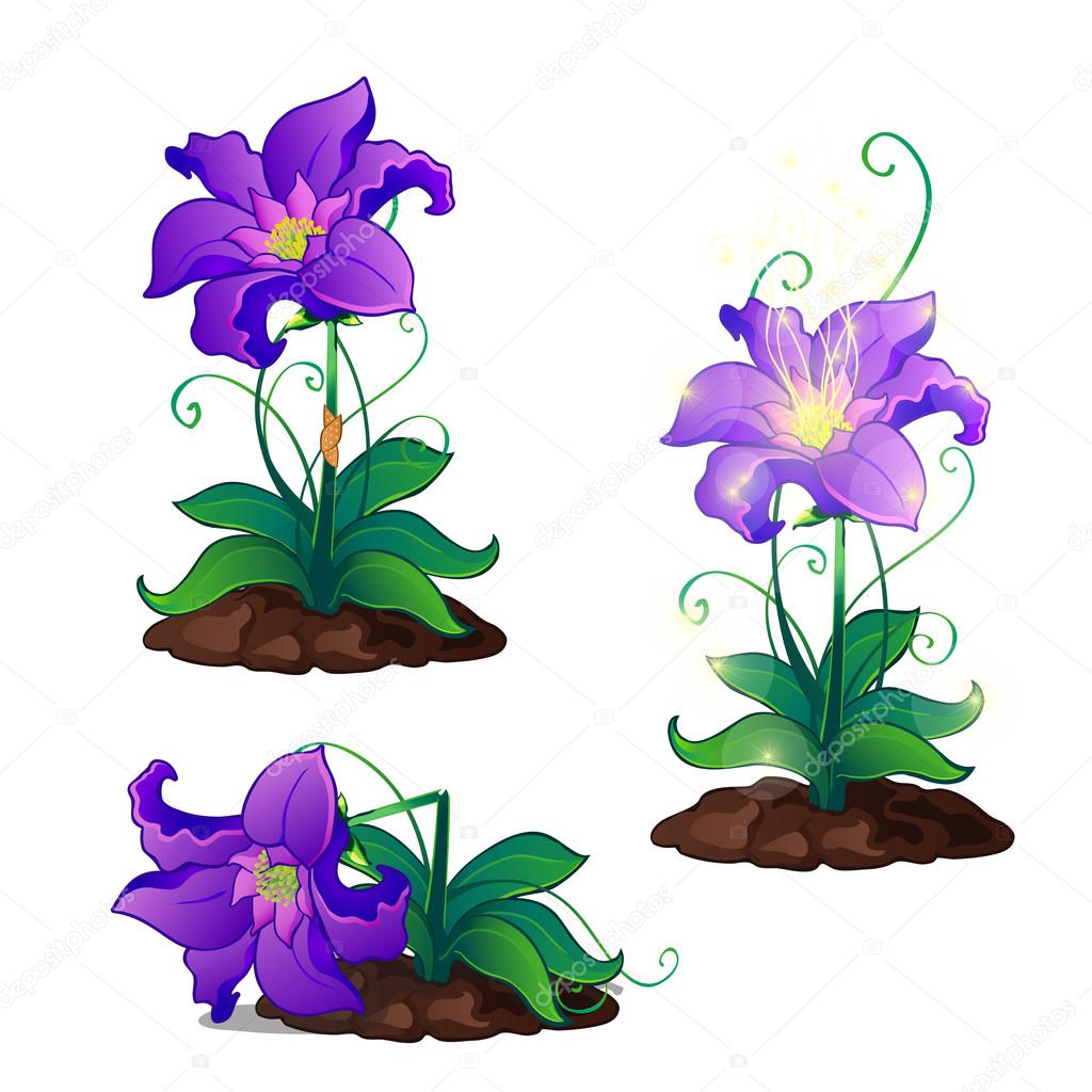 Bright purple magic flowers grows in ground