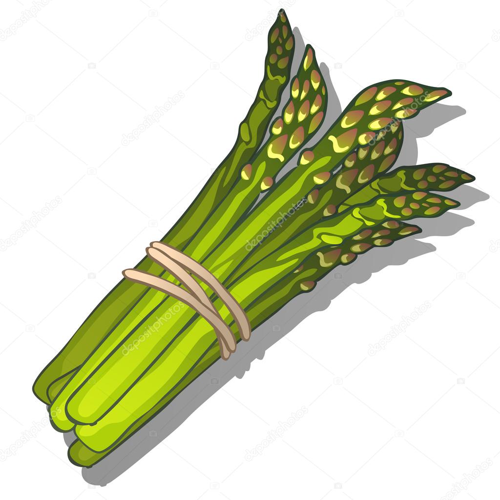 Bunch green asparagus on a white background
