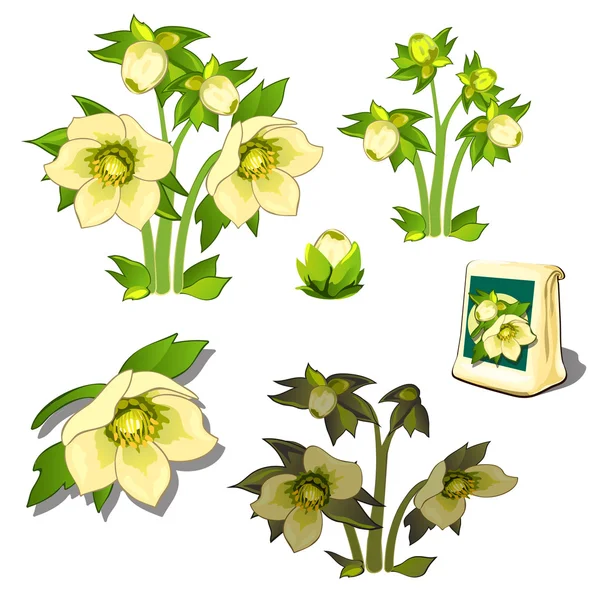 Frön, stadier av tillväxt och vissnande gula blommor — Stock vektor