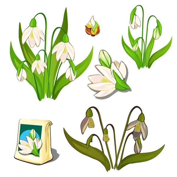 Seeds, stages of growth and wilting white flowers — Stock Vector