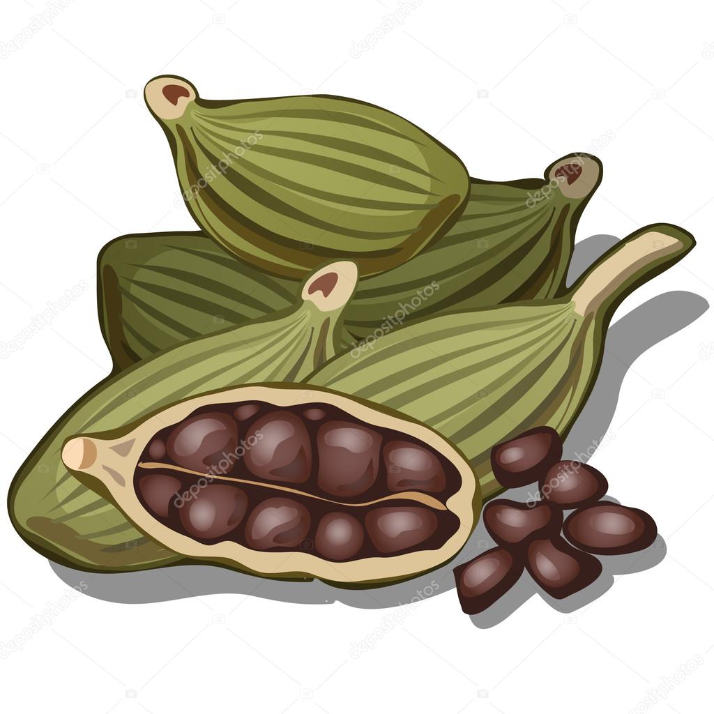 Grains of cardamom isolated, vector food concept