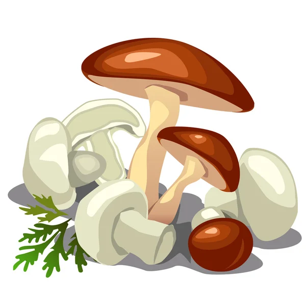 Funghi della foresta e champignons. Vettore isolato — Vettoriale Stock