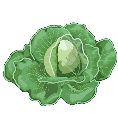 Büyük olgun Lahana yaprakları ile. Vektör sebze