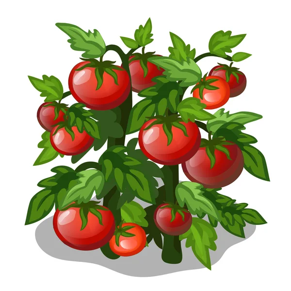 Sadzenia i uprawy pomidorów. Wektor — Wektor stockowy