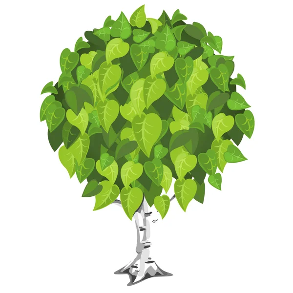 Береза с пышными зелеными листьями — стоковый вектор