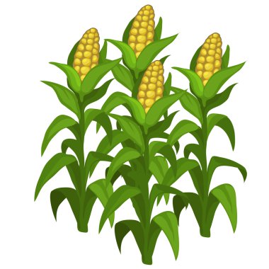 Planting and cultivation of corn. Vector isolated clipart