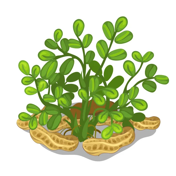 Plantering och odling av cashewnötter. Vektor — Stock vektor