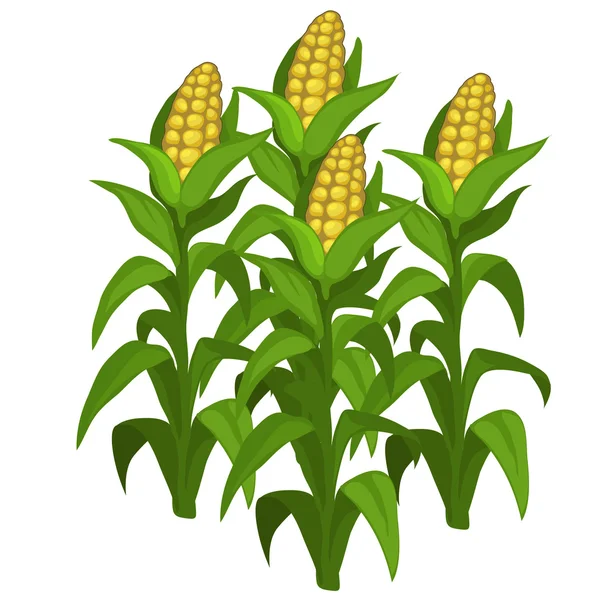 Plantação e cultivo de milho. Vetor isolado — Vetor de Stock