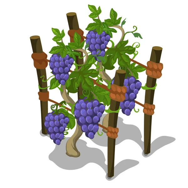 Planting and cultivation of grape. Vector — Stock Vector