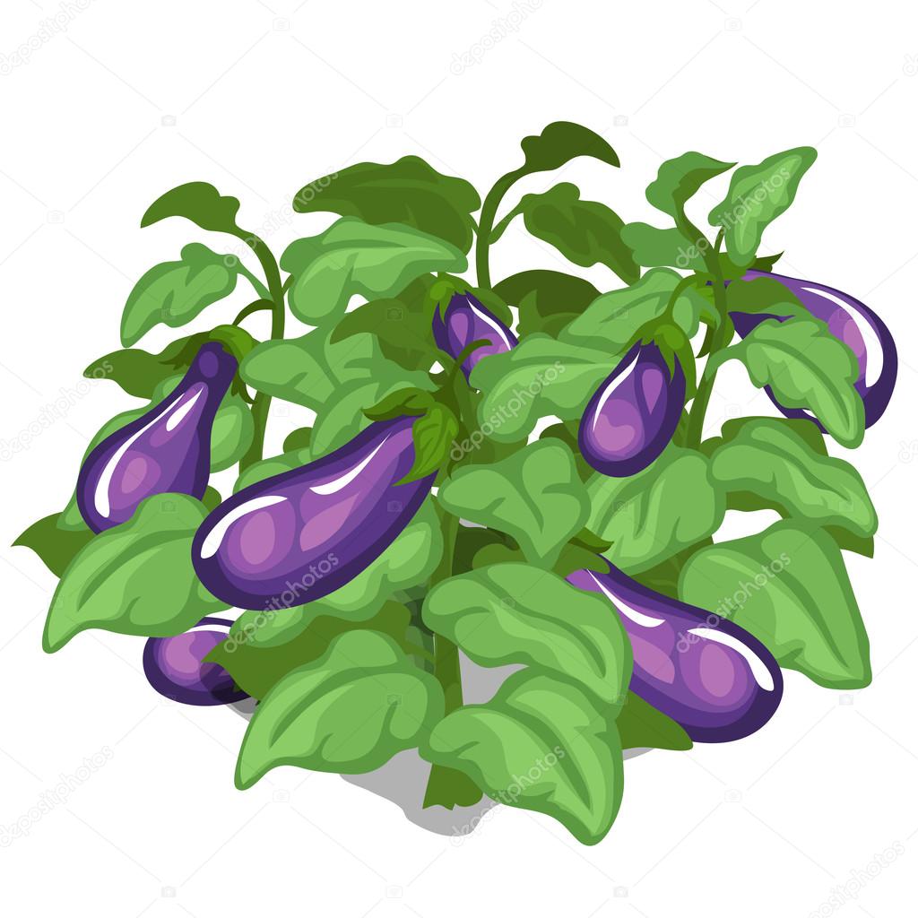 Planting and cultivation of eggplant. Vector