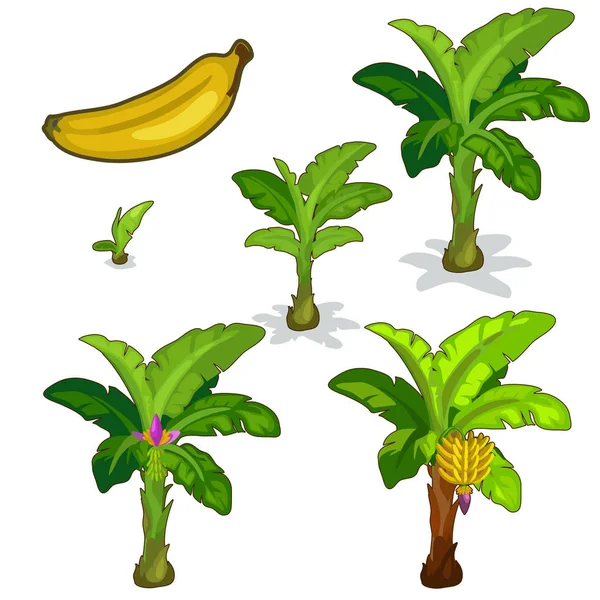 Planten en de teelt van bananen palm. Vector — Stockvector