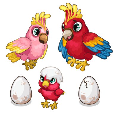 Papağanlar ailesi ve onların yavru. Tropikal kuşlar