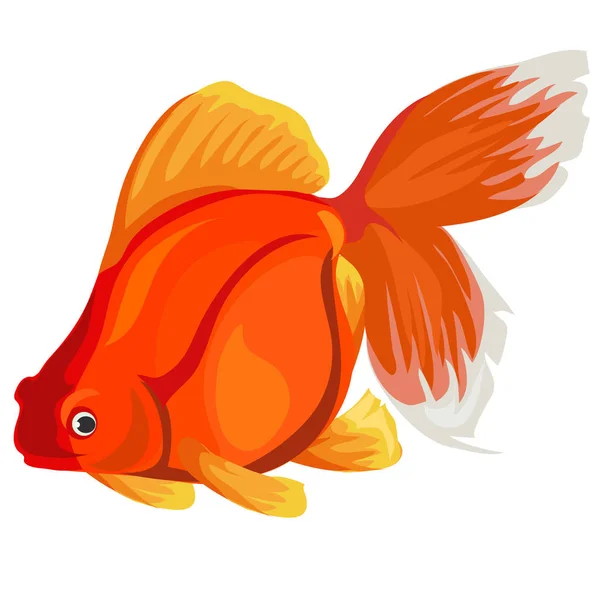 Zlatá rybka na bílém pozadí. Vektor — Stockový vektor
