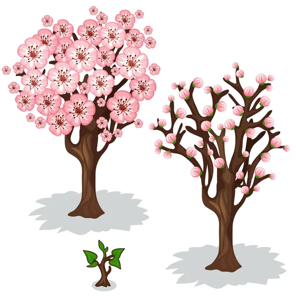 Flor de cerezo, etapas de crecimiento de los árboles. Vector — Vector de stock