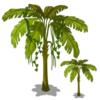 Beyaz bir arka plan üzerinde palmiye ağacı. Vektör