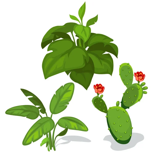 Кактус с цветами и большими зелеными листьями — стоковый вектор