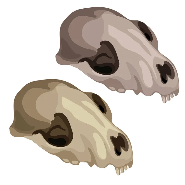 Ancient skalle av ett förhistoriskt djur. Vektor — Stock vektor