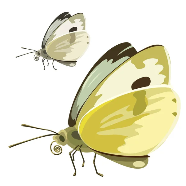 Motyl ze skrzydłami żółty. Wektor owada — Wektor stockowy