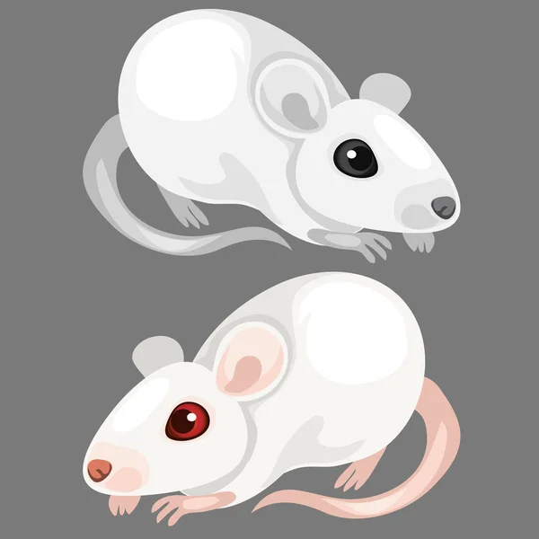 Rato albino branco de laboratório. Animais vectores —  Vetores de Stock