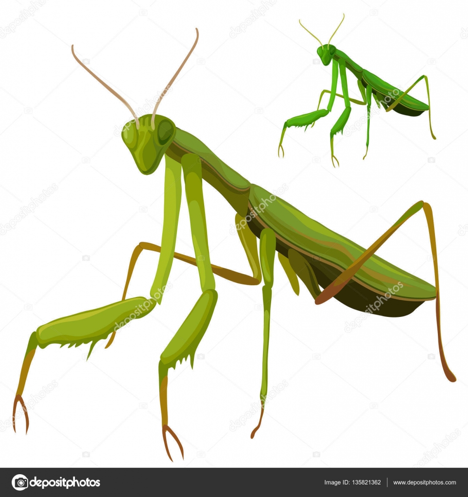 Green Grasshopper Closeup On White Background Vector Image By C Anton Lunkov Vector Stock