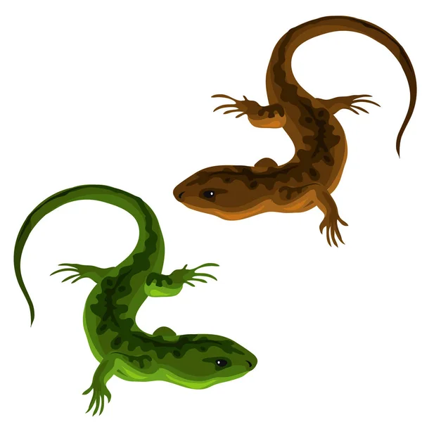 Green and brown lizards on a white background — Stock Vector