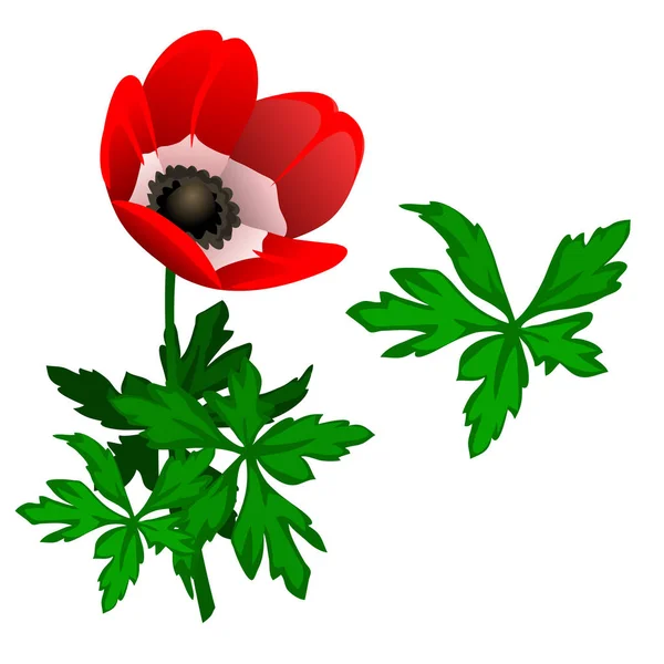 Floreciente Tulipan rojo y hojas. Vector aislado — Archivo Imágenes Vectoriales