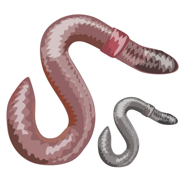 Earthworm close-up em fundo branco. Vetor —  Vetores de Stock