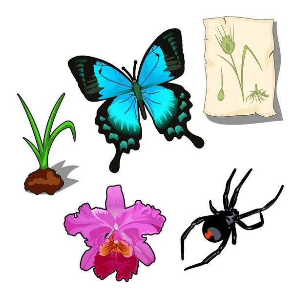 Pillangó, a pók és a növények rajzfilm stílusú — Stock Vector