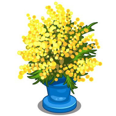 Mavi vazoda sarı Mimoza buket