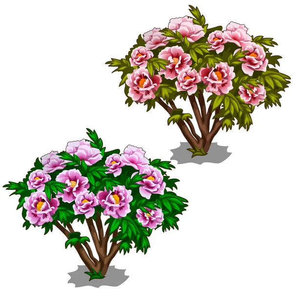 Duas plantas de arbustos roxos e rosa de peônias —  Vetores de Stock