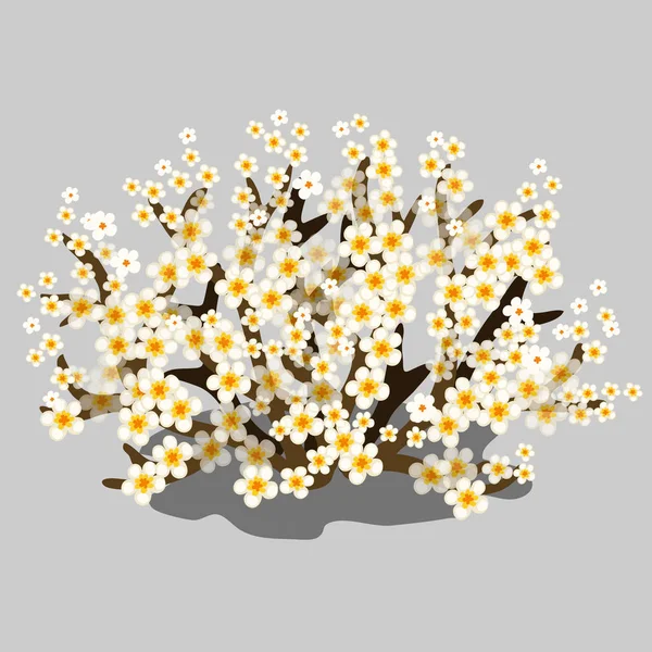 Na jaře kvetoucí keř s bílými květy. Vektor — Stockový vektor