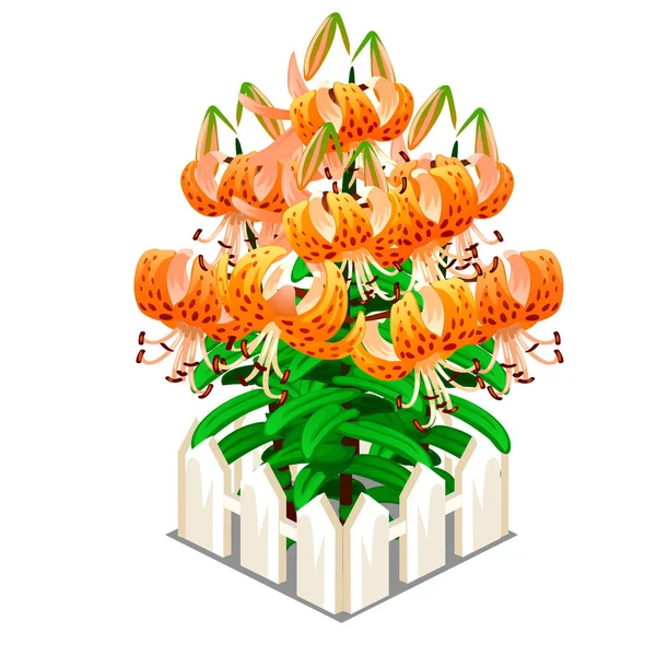 Квітучі помаранчеві лілії посеред паркану — стоковий вектор