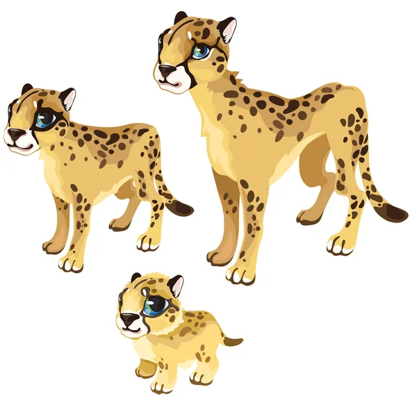Estágios de maturação do leopardo. Animais vectores —  Vetores de Stock