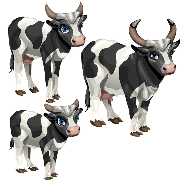 Mognaden stadier av ko, tre stadier av tillväxt — Stock vektor