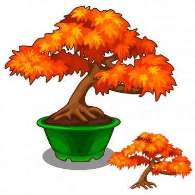 Sonbahar bonsai bir tencerede. Vektör ağaç