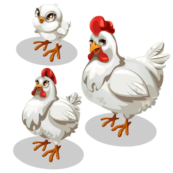 Stadi di maturazione del pollo, stile cartone animato — Vettoriale Stock