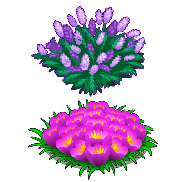 Dos hermosos macizos de flores de color rosa y morado — Vector de stock