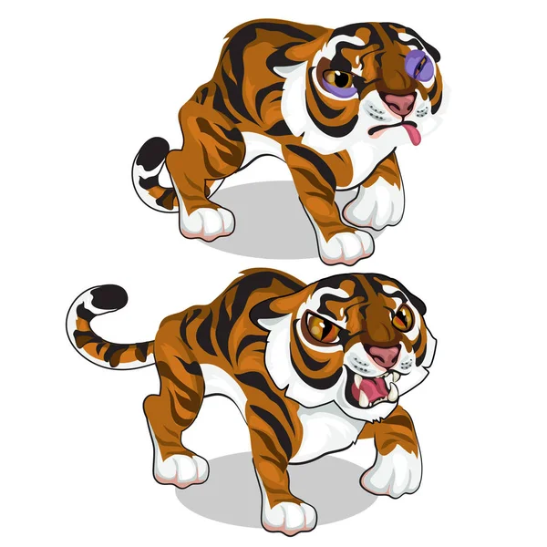 Tigre agressif et tigre avec ecchymose. Vecteur — Image vectorielle