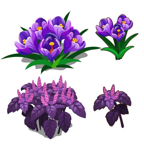 Vetor belas tulipas roxas e manjericão roxo — Vetor de Stock