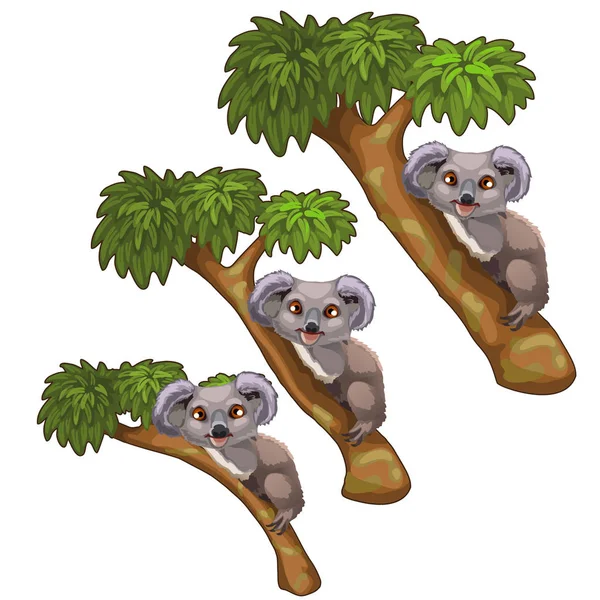 Rolig koala björnar vilar på träd. Vector djur — Stock vektor