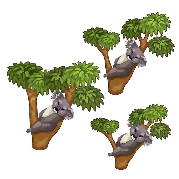 Lustige Koalabären schlafen auf Bäumen. Vektortiere — Stockvektor