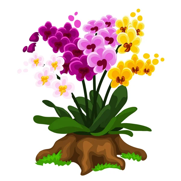 多彩多姿的兰花花，生长在一个树桩上 — 图库矢量图片