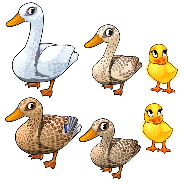 Estágios de maturação do pato, três estágios de crescimento — Vetor de Stock