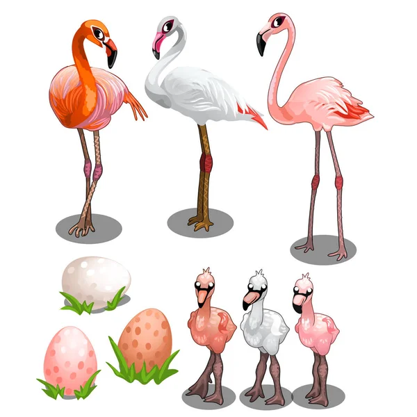Csoport, a nagy és kis flamingók, tojással — Stock Vector