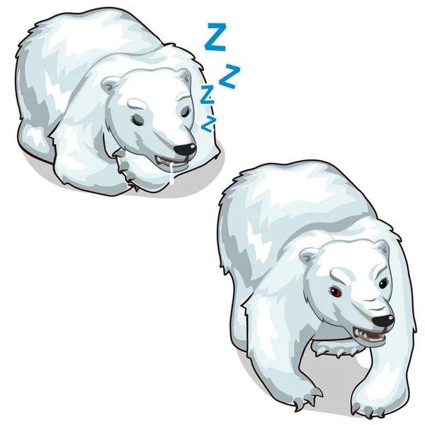 Vector durmiendo oso polar blanco y oso gruñendo — Vector de stock