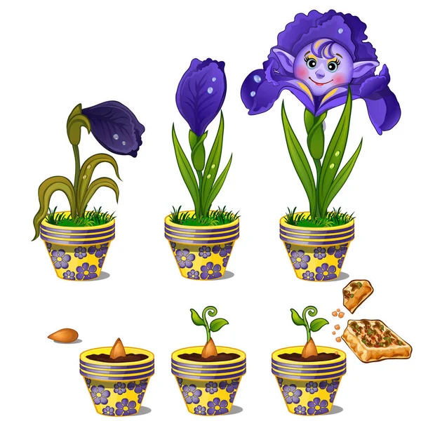 Stages of growth in pot of magical flower with human face. Three phases of plant maturation. Vector image in cartoon style. Illustration isolated on white background — Stock Vector