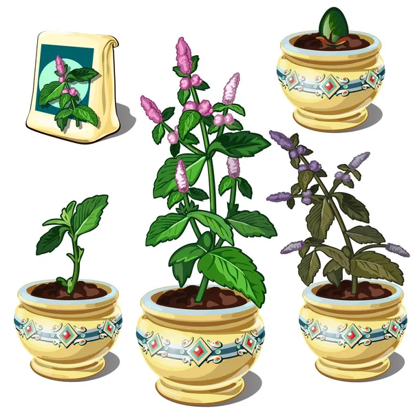 Stages of growth of mint in pot, 5 phases of plant maturation. Vector image in cartoon style. Illustration isolated on white background — Stock Vector