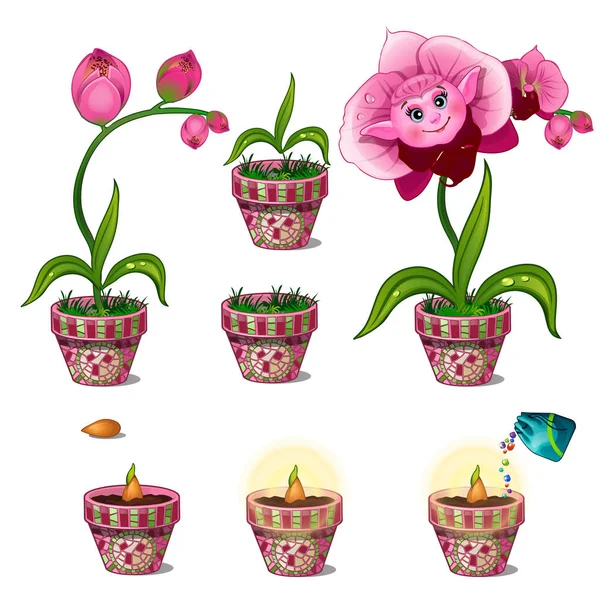 Fasi di crescita di magico fiore rosa con viso. Sette foto consecutive. Immagine vettoriale in stile fumetto. Illustrazione isolata su sfondo bianco — Vettoriale Stock