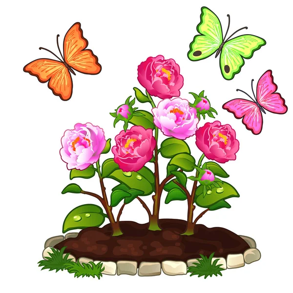 Cama de flores de peônias crescendo em terra e borboletas. Ilustração de flor vetorial em estilo cartoon isolado no fundo branco — Vetor de Stock